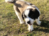 Safkan st bernard yavrular