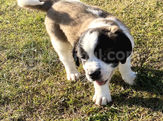Safkan St Bernard Yavrular