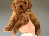 Red Brown Orji̇nal Poodle Bebeği̇mi̇z