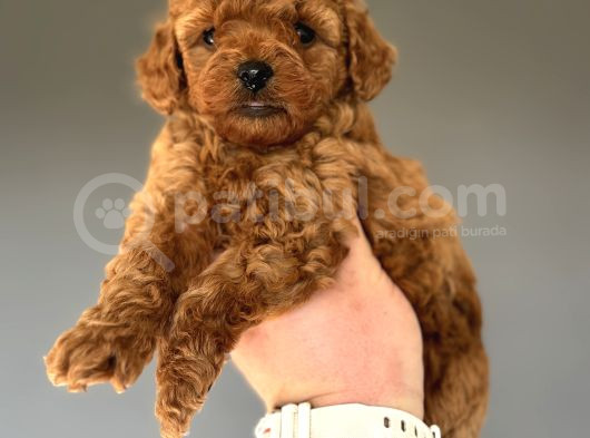 Red Brown Orji̇nal Poodle Bebeği̇mi̇z görsel