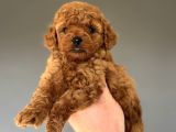 Red Brown Orji̇nal Poodle Bebeği̇mi̇z