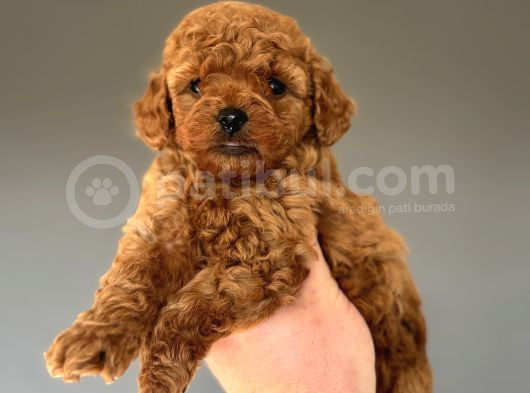 Red Brown Orji̇nal Poodle Bebeği̇mi̇z görsel