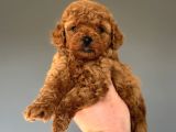 Red Brown Orji̇nal Poodle Bebeği̇mi̇z