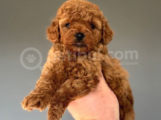 Red Brown Orji̇nal Poodle Bebeği̇mi̇z
