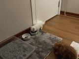 2 Aylik Di̇şi̇ İran Kedi̇si̇