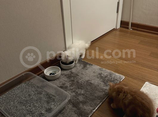 2 Aylik Di̇şi̇ İran Kedi̇si̇ görsel