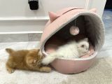 2 Aylik Di̇şi̇ İran Kedi̇si̇