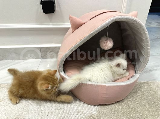 2 Aylik Di̇şi̇ İran Kedi̇si̇ görsel