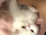 2 AYLIK DİŞİ İRAN KEDİSİ