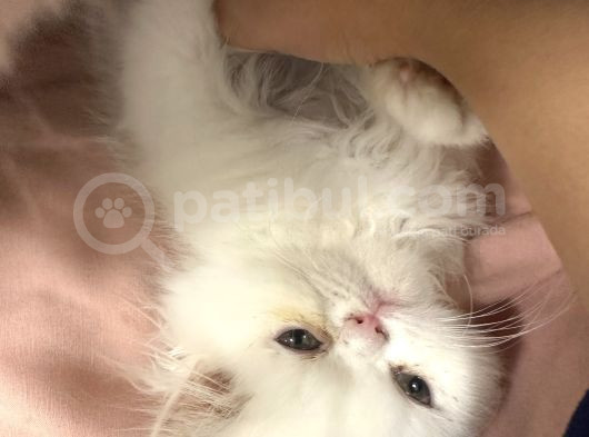 2 Aylik Di̇şi̇ İran Kedi̇si̇
