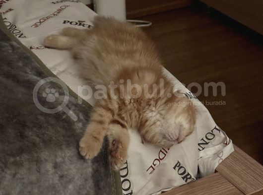 Golden Rengi̇ Özel Exoti̇c Shorthai̇r Yavrum görsel