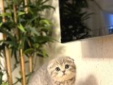 Evi̇ni̇zi̇n Neşesi̇ Scottish Fold Yavrularimiz