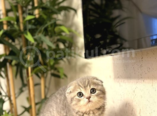 Evi̇ni̇zi̇n Neşesi̇ Scottish Fold Yavrularimiz görsel