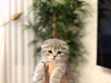 Evi̇ni̇zi̇n Neşesi̇ Scottish Fold Yavrularimiz