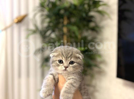 Evi̇ni̇zi̇n Neşesi̇ Scottish Fold Yavrularimiz görsel