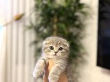 EVİNİZİN NEŞESİ SCOTTISH FOLD YAVRULARIMIZ