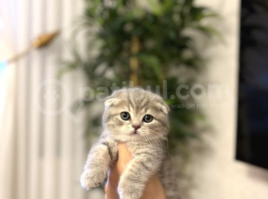 Evi̇ni̇zi̇n Neşesi̇ Scottish Fold Yavrularimiz