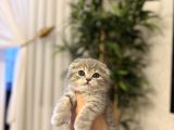 Evi̇ni̇zi̇n Neşesi̇ Scottish Fold Yavrularimiz