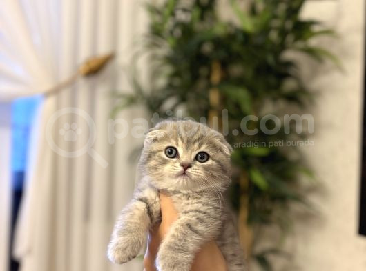 Evi̇ni̇zi̇n Neşesi̇ Scottish Fold Yavrularimiz görsel