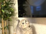 Evi̇ni̇zi̇n Neşesi̇ Scottish Fold Yavrularimiz