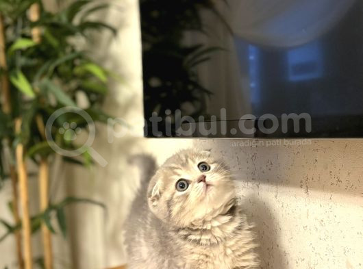 Evi̇ni̇zi̇n Neşesi̇ Scottish Fold Yavrularimiz görsel