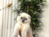 EMSALLERİNİN EN İYİSİ SCOTTISH FOLD YAVRULARIMIZ