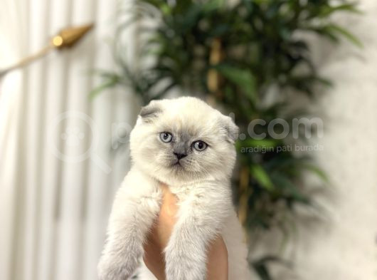 Emsalleri̇ni̇n En İyi̇si̇ Scottish Fold Yavrularimiz