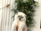 Emsalleri̇ni̇n En İyi̇si̇ Scottish Fold Yavrularimiz