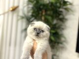 Emsalleri̇ni̇n En İyi̇si̇ Scottish Fold Yavrularimiz