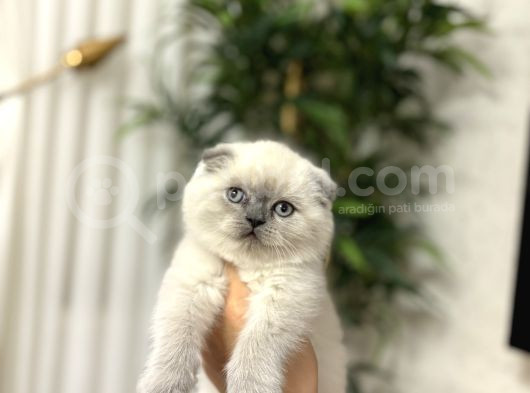 Emsalleri̇ni̇n En İyi̇si̇ Scottish Fold Yavrularimiz görsel