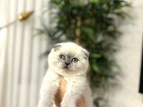 Emsalleri̇ni̇n En İyi̇si̇ Scottish Fold Yavrularimiz