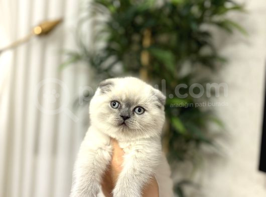 Emsalleri̇ni̇n En İyi̇si̇ Scottish Fold Yavrularimiz görsel