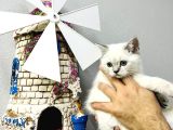Aradığın Candostu Burada