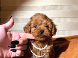 Dişi Red Toy Poodle Yavrumuz