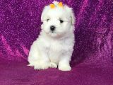 Maltesse terrier cinsi mini Boy Puppy Kar beyaz 