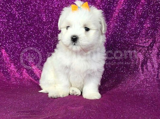 Maltesse Terrier Cinsi Mini Boy Puppy Kar Beyaz 