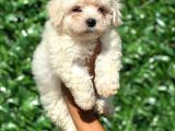 Muhteşem Malta Terrier Yavrularımız