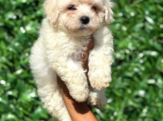 Muhteşem Malta Terrier Yavrularımız görsel