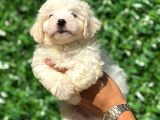Muhteşem Malta Terrier Yavrularımız