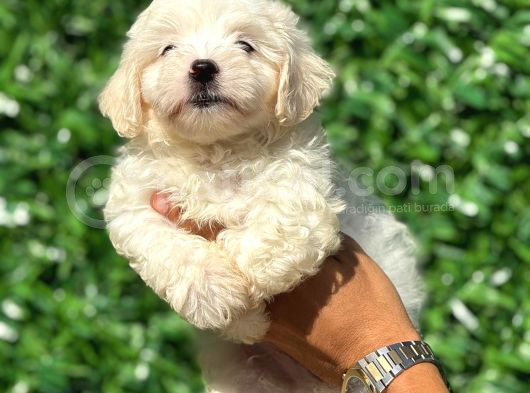 Muhteşem Malta Terrier Yavrularımız görsel