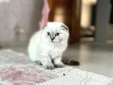 Aradığın Candostu Burada