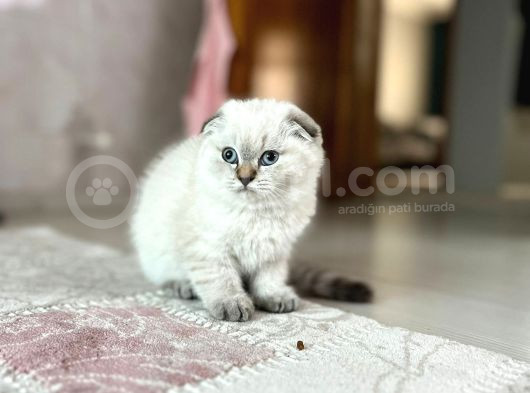 Aradığın Candostu Burada görsel
