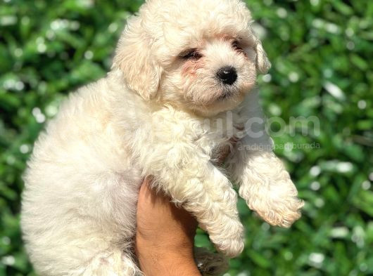 Muhteşem Malta Terrier Yavrularımız