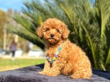 Tooy Poodle Cinsi Kıpkırmızı Red Mini Boy