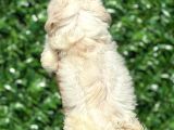 Muhteşem Malta Terrier Yavrularımız