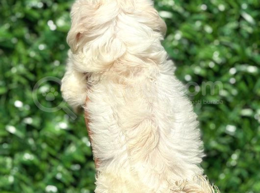 Muhteşem Malta Terrier Yavrularımız görsel