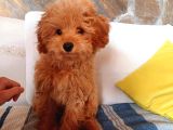 Red braw kıpkırmızı ev üretimi TOOY POODLE