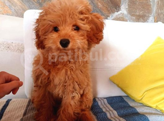 Red Braw Kıpkırmızı Ev Üretimi Tooy Poodle