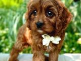 Kahve tonlu mini boy puppy sevimli yavrular MALTİPO CİNSİ