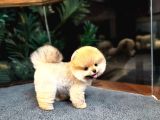Safkan Teddybear Kore Pomeranian Yavrularımız